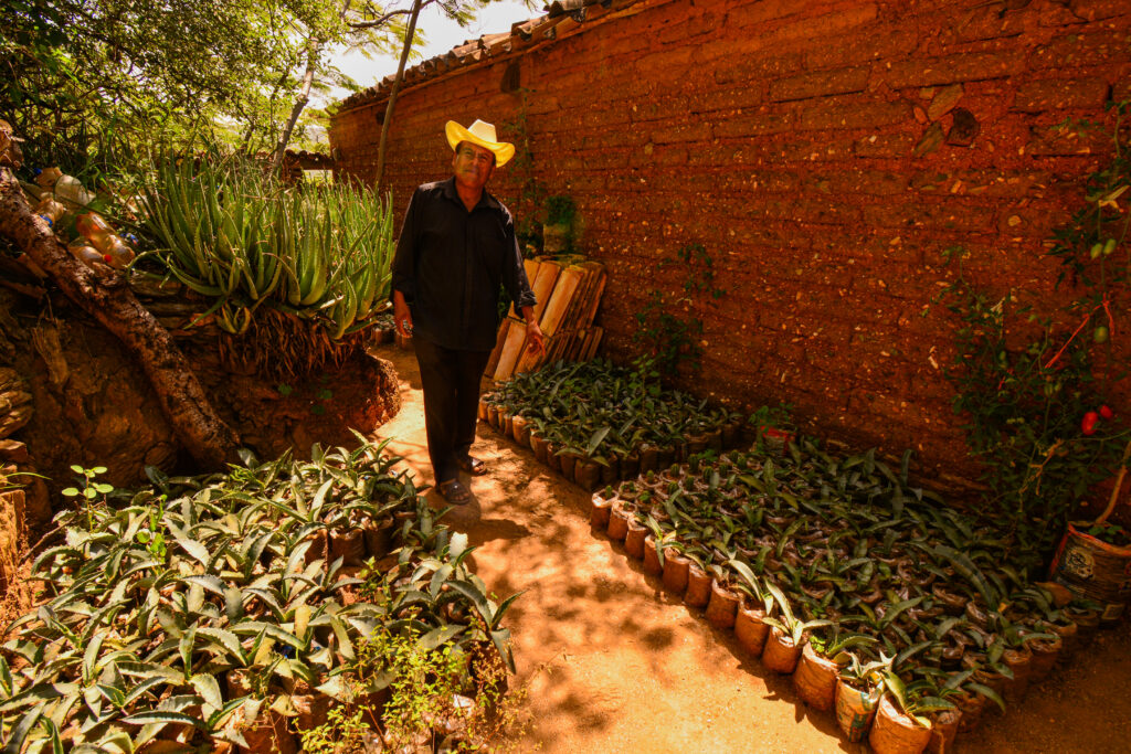 Producción limitada de agaves silvestres