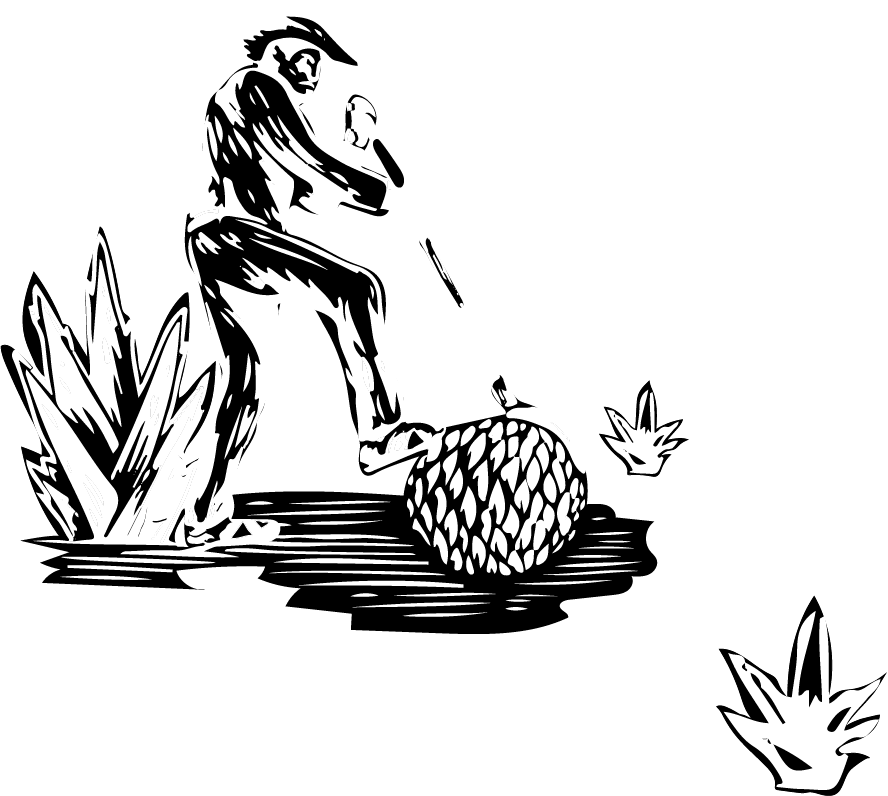 proceso de mezcal